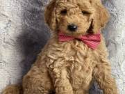 golden doodles