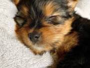 Yorkshire Terrier puppies available and looking for a forever loving home.