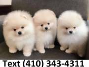 Amazing purebreed t-cup pomeranian puppies for sale.