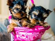 Small Male Yorkie Puppy available