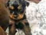 ))Adorable Teacup Yorkie Puppies for sale!!))