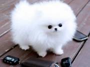 REGISTERED MALE AND FEMALE TEACUP POMERANIAN PUPPIES