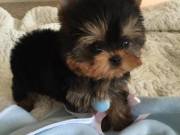 12 weeks male & female AKC Yorkie Puppies