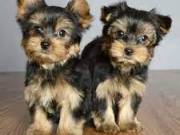 AfFectionate Yorkie Puppies((321) 351-7591