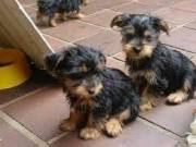 Playful Yorkie Pups (321) 351-7591