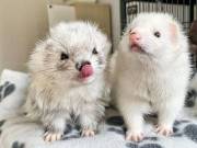 Adorable Ferrets ready for sale(315) 713-0834