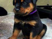 Rottweiler Puppies For New Home  863-546-1967