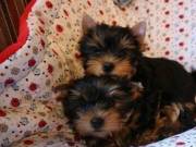 Gorgeous Babies yorkie Available