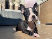  Vet checked and Well Trained boston terrier puppies,contact via...817-952-97