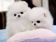 Pomeranian