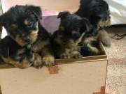  Stunning AKC Teacup yorkie puppies Available Text 2762504194