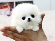 Adorable Toy Pomeranian puppies