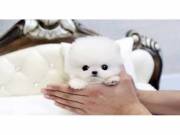 Charming micro tiny Pomeranian puppies