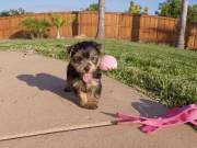 Beautiful and cute Yorkie Puppies 11-12 week old!!