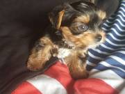 Micro Teacup Yorkie Puppies