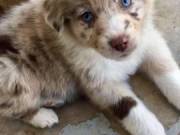 Aussui puppies for sale