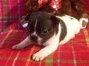 Adopt your french bulldog puppies