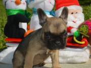 Cute Male and Female Bulldog Puppies