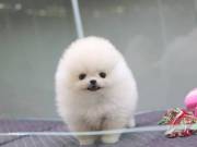 Adorable Teacup Pomeranian pups for sale 