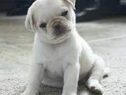 Pugs available for adoption