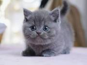 dwarf cats for sale