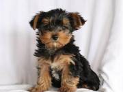 yorkie puppies for sale(301)238-9713