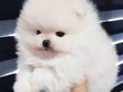 Extremely Charming Teacup Pomeranian   PUPPIES Male & Female