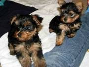 Male And Female Yorkie Puppies.