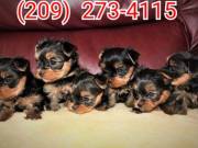 yorkie puppies for sale near me