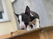 Bull Terrier puppies