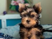 Teacup Yorkie Puppies for sale Text (612) 293-2970