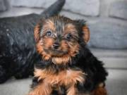 Adorable male and female Yorkie Puppies TEXT (612) 293-2970
