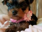 Adorable male and female Yorkie Puppies TEXT (612) 293-2970