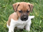 Jack Russell terrier puppy (Sony)
