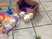 Healthy Male and Female Maltese puppies ‪+1‪(734) 335-0571‬