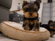 !!!Charming Teacup Yorkie Pups!! (279) 321-4414