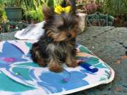 Stunning Litter Of Yorkie Puppies Available (279) 321-4414