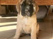 Adorable English mastiff