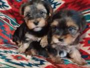 GORGEOUS MALE AND FEMALE YORKIE PUPPIES