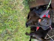Labrador puppies for sale TEXT +1(503) 498-8122‬