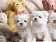 4 Awesome Maltese Puppies For Sale!! ‪+1‪(734) 335-0571‬