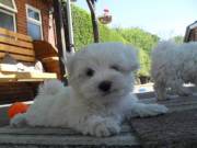 Beautiful Tiny Teacup Maltese Puppies