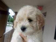 Cute maltipoo puppies for sale 88