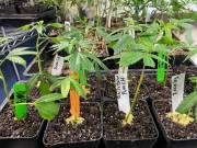 GG4 Trees Sixty Clones in Los Angeles