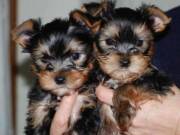 Teacup Yorkie Puppies 