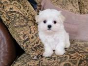 Male and Female Maltese puppies