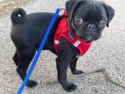 Pug puppies Males and Females