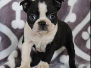 AKC Boston terrier puppies