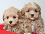 ❤️ Maltipoo Puppies ❤️❤️ Girl & Boy ❤️ ❤️  Text::  (760) 349-6497