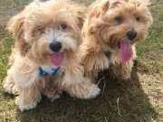 SUPER SWEET MALTIPOO PUPPIES 1 MALE 1 FEMALE FOR REHOMING.Text::  (760) 349-6497 